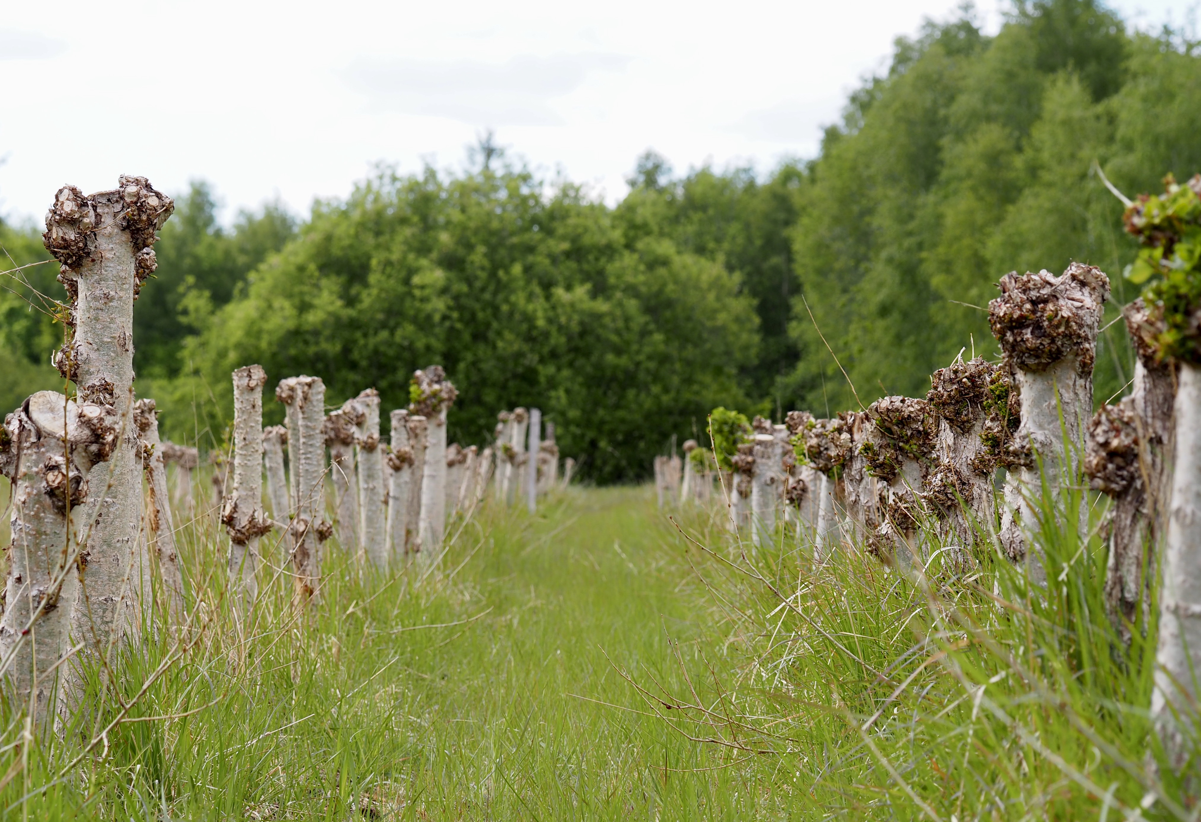 Populus spp. - CGN